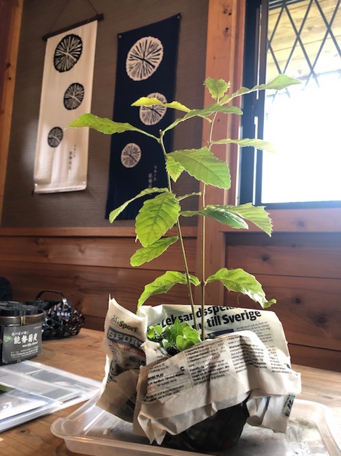 都会ではどんぐりの成長が早いのか 菊炭の里だより